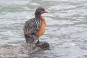 Female Torrent Duck, Torres del Paine, Chile, December 2005 - click for larger image