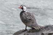 Male Torrent Duck, Torres del Paine, Chile, December 2005 - click for larger image