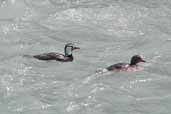 Male and Female Torrent Duck, Torres del Paine, Chile, December 2005 - click for larger image