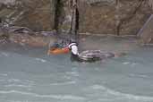 Male and Female Torrent Duck, Torres del Paine, Chile, December 2005 - click for larger image