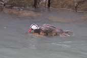 Male and Female Torrent Duck, Torres del Paine, Chile, December 2005 - click for larger image