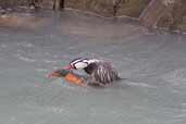 Male and Female Torrent Duck, Torres del Paine, Chile, December 2005 - click for larger image