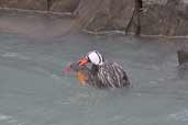 Male and Female Torrent Duck, Torres del Paine, Chile, December 2005 - click for larger image