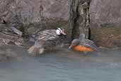 Male and Female Torrent Duck, Torres del Paine, Chile, December 2005 - click for larger image