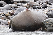 Male Torrent Duck, Cosanga, Napo, Ecuador, November 2019 - click for larger image