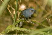 Male Slaty Bristlefront, Ubatuba, São Paulo, Brazil, November 2006 - click for larger image