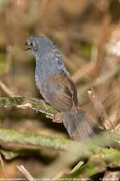 Male Slaty Bristlefront, Ubatuba, São Paulo, Brazil, November 2006 - click for larger image