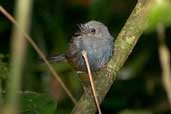 Male Slaty Bristlefront, Ubatuba, São Paulo, Brazil, April 2004 - click for larger image