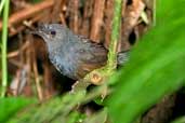 Male Slaty Bristlefront, Ubatuba, São Paulo, Brazil, April 2004 - click for larger image