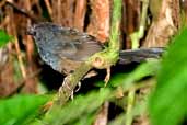 Male Slaty Bristlefront, Ubatuba, São Paulo, Brazil, April 2004 - click for larger image