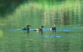 Brazilian Merganser, Canastra, Minas Gerais, Brazil, April 2001 - click for a larger image