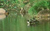 Brazilian Merganser, Canastra, Minas Gerais, Brazil, April 2001 - click for a larger image