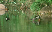 Brazilian Merganser, Canastra, Minas Gerais, Brazil, April 2001 - click for a larger image