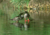 Brazilian Merganser, Canastra, Minas Gerais, Brazil, April 2001 - click for a larger image