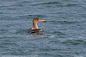 Female Red-breasted Merganser, Cayo Coco, Cuba, February 2005 - click on image for a larger view