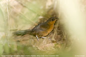 Female Sresemann's Bristlefront, Mata de Balbina, Bandeira, Minas Gerais, Brazil, October 2008 - click for larger image