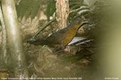 Female Sresemann's Bristlefront, Mata de Balbina, Bandeira, Minas Gerais, Brazil, October 2008 - click for larger image