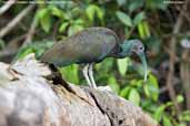 Green Ibis, Cristalino, Mato Grosso, Brazil, December 2006 - click for larger image