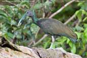 Green Ibis, Cristalino, Mato Grosso, Brazil, December 2006 - click for larger image