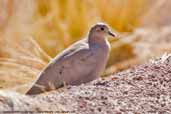 Golden-spotted Ground-dove, Lagunas Miscanti and Miñiques, Chile, January 2007 - click for larger image