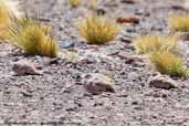 Golden-spotted Ground-dove, Lagunas Miscanti and Miñiques, Chile, January 2007 - click for larger image