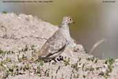 Bare-faced Ground-dove, Putre, Chile, January 2007 - click for larger image