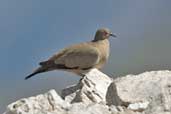 Black-winged Ground-dove, Cajon del Maipo, Chile, November 2005 - click for larger image