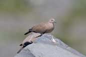 Black-winged Ground-dove, Cajon del Maipo, Chile, November 2005 - click for larger image