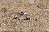 Black-winged Ground-dove, Putre, Chile, January 2007 - click for larger image