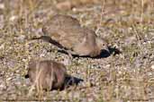 Black-winged Ground-dove, Putre, Chile, January 2007 - click for larger image