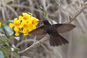 Black Metaltail, Rio Chonta, Cajamarca, Peru, October 2018 - click for larger image