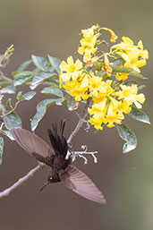 Black Metaltail, Rio Chonta, Cajamarca, Peru, October 2018 - click for larger image