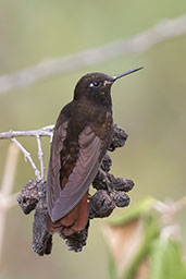 Black Metaltail, Rio Chonta, Cajamarca, Peru, October 2018 - click for larger image