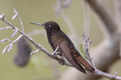 Black Metaltail, Rio Chonta, Cajamarca, Peru, October 2018 - click for larger image