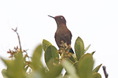 Coppery Metaltail, Abra Calla Calla, Amazonas, Peru, October 2018 - click for larger image