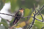 Tyrian Metaltail, Montaña del Oso, Cundinamarca, Colombia, April 2012 - click for larger image