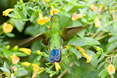 Tyrian Metaltail, Santa Marta Mountains, Magdalena, Colombia, April 2012 - click for larger image