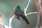 Tyrian Metaltail, Yanacocha, Pichincha, Ecuador, November 2019 - click for larger image