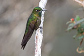 Tyrian Metaltail, Antisana Reserve, Napo, Ecuador, November 2019 - click for larger image