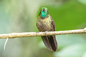 Tyrian Metaltail, Guango Lodge, Napo, Ecuador, November 2019 - click for larger image