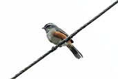 Grey-throated Warbling Finch, Intervales, Sao Paulo, Brazil, October 2022 - click for larger image