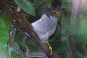 Lined Forest-falcon, Hotel Tropical, Manaus, Amazonas, Brazil, September 2003 - click for larger image