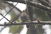 Lanceolated Monklet, La Llantera, San Martin, Peru, October 2018 - click for larger image