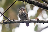 Lanceolated Monklet, La Llantera, San Martin, Peru, October 2018 - click for larger image