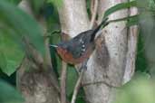 Female Dot-winged Antwren, Borba, Amazonas, Brazil, August 2004 - click for larger image