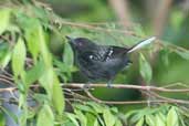 Male Dot-winged Antwren, Borba, Amazonas, Brazil, August 2004 - click for larger image