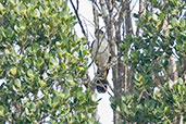 Collared Forest Falcon, Santa Marta Mountains, Magdalena, Colombia, April 2012 - click for larger image