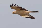 Yellow-headed Caracara, Joanes, Ilha de Marajó, Pará, Brazil, November 2005 - click for larger image