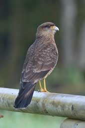 Chimango Caracara, Puyehue N.P., Chile, November 2005 - click for larger image