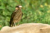 Yellow-headed Caracara, Emas, Goiás, Brazil, April 2001 - click for larger image